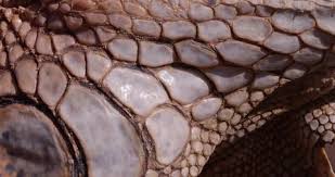 Image result for reptile scales