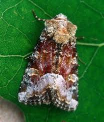 Attēlu rezultāti vaicājumam “Oligia sp.”