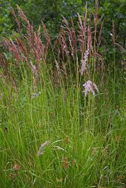 Attēlu rezultāti vaicājumam “Calamagrostis canescens fruit”