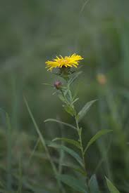 Attēlu rezultāti vaicājumam “Inula salicina leaf”