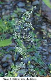 Attēlu rezultāti vaicājumam “Galium album”