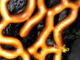 Attēlu rezultāti vaicājumam “Hemitrichia chrysospora sessile”