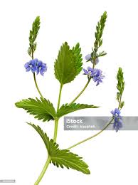 Attēlu rezultāti vaicājumam “Veronica chamaedrys bud”