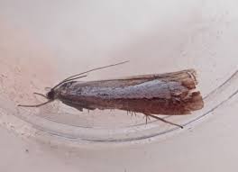 Attēlu rezultāti vaicājumam “Catoptria margaritella”