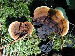 Attēlu rezultāti vaicājumam “Gloeophyllum trabeum”