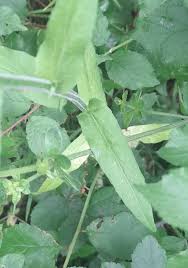 Attēlu rezultāti vaicājumam “Campanula patula fruit”