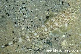 Image result for Platycephalus richardsoni