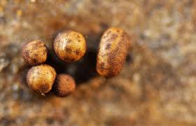 Attēlu rezultāti vaicājumam “Trichia erecta”