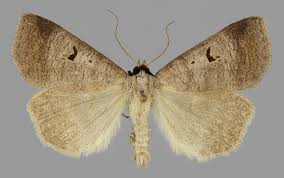 Attēlu rezultāti vaicājumam “Lygephila pastinum”