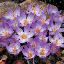 Attēlu rezultāti vaicājumam “Crocus”