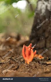 Attēlu rezultāti vaicājumam “Podostroma leucopus”