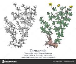 Image result for Potentilla tormentilla