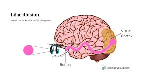 Image result for Lilac Chaser