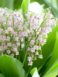 Attēlu rezultāti vaicājumam “Convallaria majalis flower”