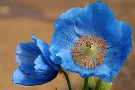 Image result for Meconopsis betonicifolia