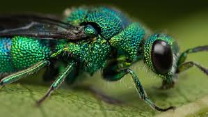 Attēlu rezultāti vaicājumam “Chrysididae”