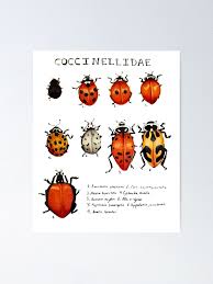Attēlu rezultāti vaicājumam “Coccinellidae”