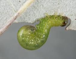 Attēlu rezultāti vaicājumam “Pristiphora maesta larva”