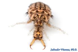 Attēlu rezultāti vaicājumam “Myrmeleontidae”