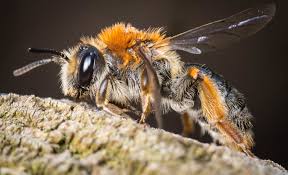 Attēlu rezultāti vaicājumam “Andrena haemorrhoa”