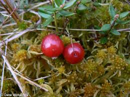 Attēlu rezultāti vaicājumam “Oxycoccus palustris fruit”