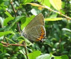 Attēlu rezultāti vaicājumam “Satyrium pruni”