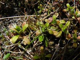 Attēlu rezultāti vaicājumam “Cerastium semidecandrum”