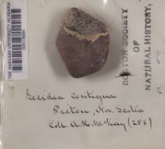 Attēlu rezultāti vaicājumam “Porpidia macrocarpa”