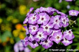 Image result for Phlox (großblumig)