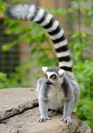 lemur ile ilgili görsel sonucu