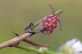 Attēlu rezultāti vaicājumam “Carpocoris sp. nymph”