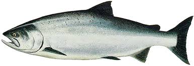 Image result for Oncorhynchus keta