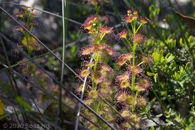 Image result for Drosera