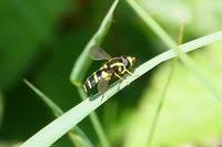 Attēlu rezultāti vaicājumam “Xanthogramma sp. male”
