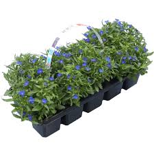 Image result for Männertreu