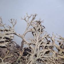 Attēlu rezultāti vaicājumam “Cladonia mitis”