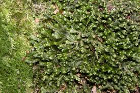 Attēlu rezultāti vaicājumam “Bazzania trilobata”