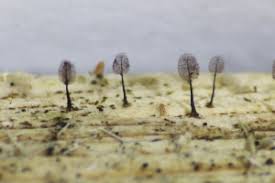 Attēlu rezultāti vaicājumam “Symphytocarpus flaccidus plasmodium”