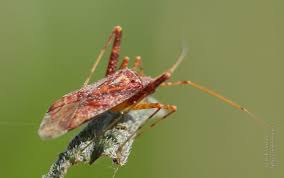 Attēlu rezultāti vaicājumam “Phytocoris varipes”