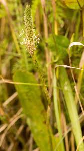 Attēlu rezultāti vaicājumam “Plantago lanceolata”