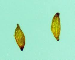 Attēlu rezultāti vaicājumam “Juncus compressus fruit”