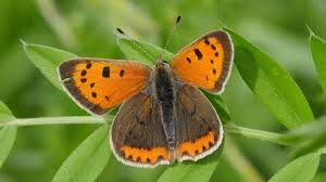 Attēlu rezultāti vaicājumam “Lepidoptera”