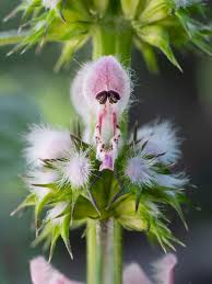 Attēlu rezultāti vaicājumam “Leonurus cardiaca flower”