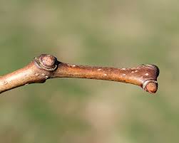 Attēlu rezultāti vaicājumam “Phellodendron amurense bud”