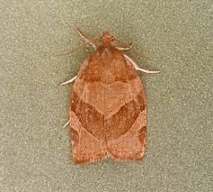 Attēlu rezultāti vaicājumam “Pandemis cinnamomeana”