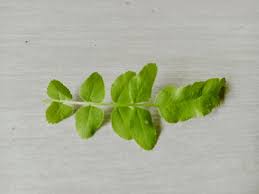 Attēlu rezultāti vaicājumam “Berula erecta”