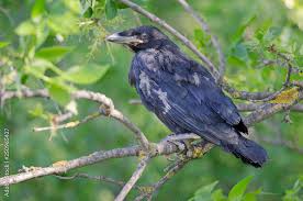 Attēlu rezultāti vaicājumam “Corvus cornix juvenile”