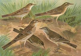 Image result for Anthus gustavi