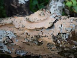 Attēlu rezultāti vaicājumam “Erythricium aurantiacum”