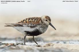 Attēlu rezultāti vaicājumam “Calidris alpina adult”